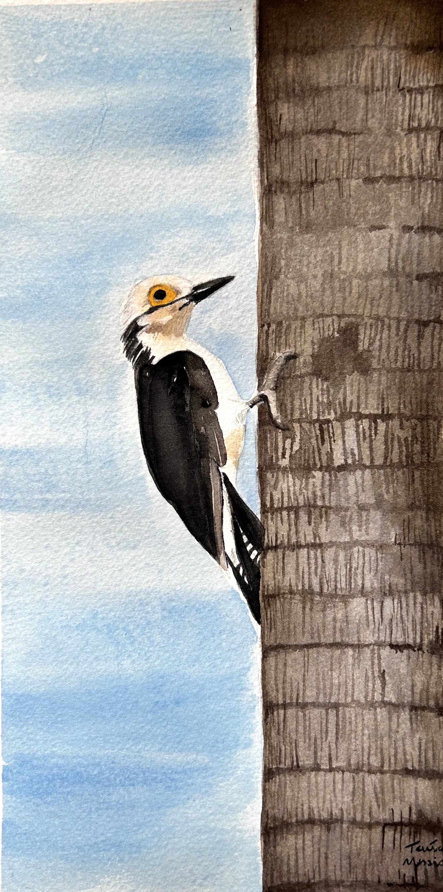 PICA-PAU-BRANCO-SITE